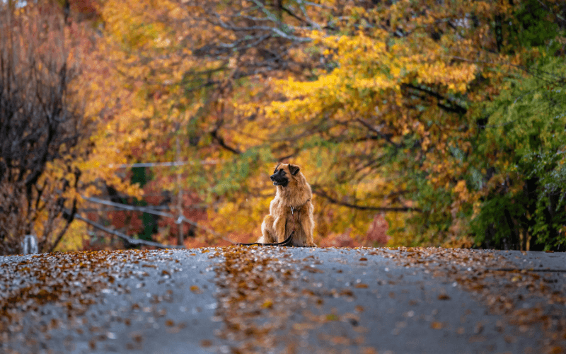 Dog-Friendly Fall Getaway in Belgrade Lakes, Maine